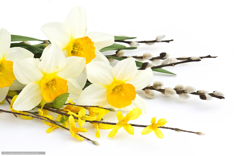 daffodils and willow branches