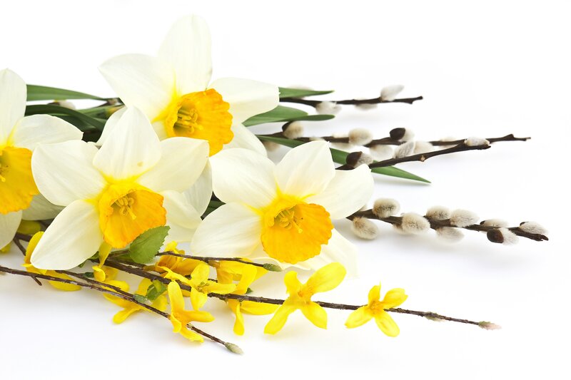 Daffodils and willow branches