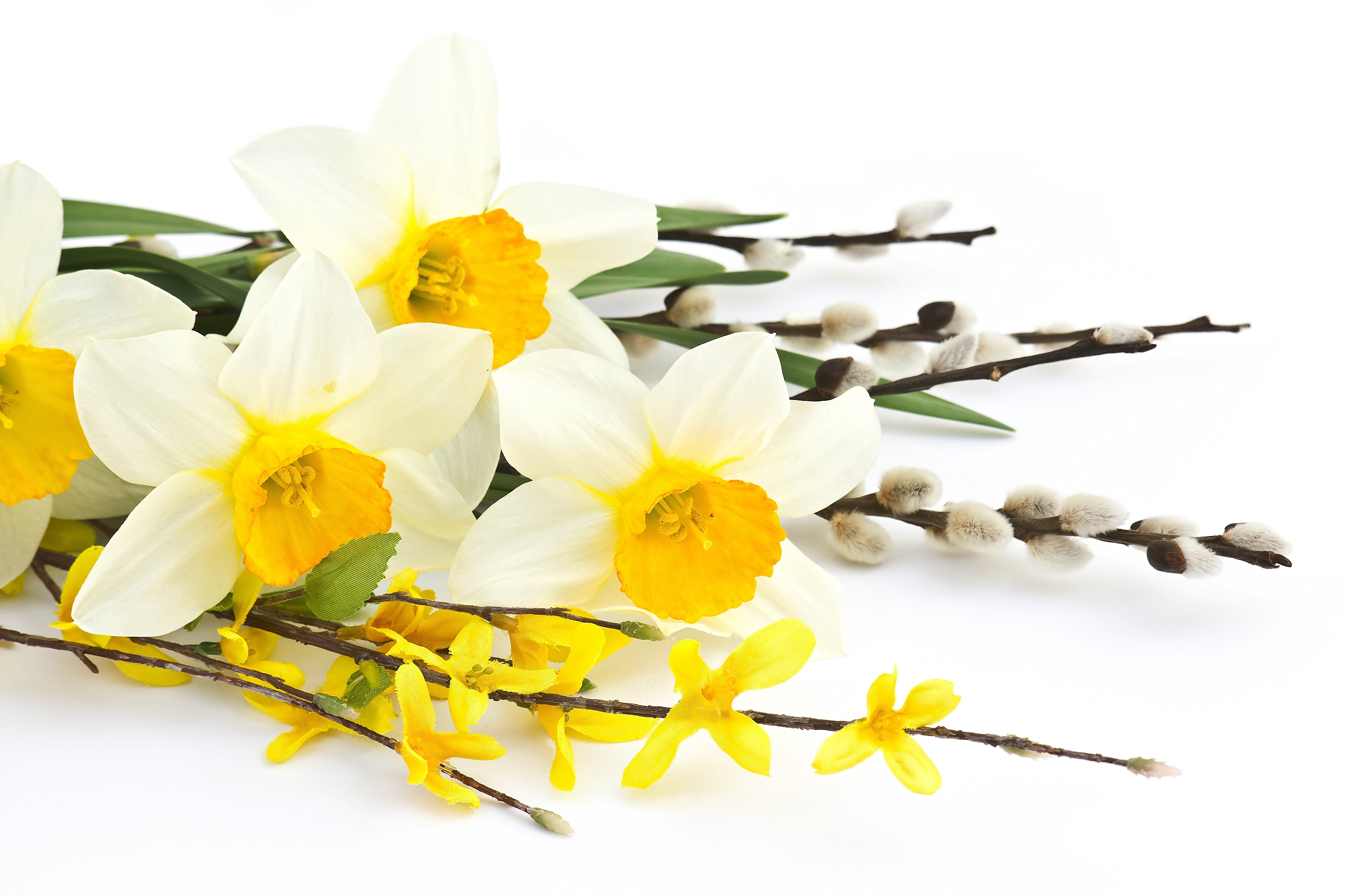 Daffodils and willow branches