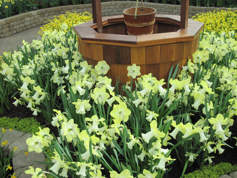 Daffodils Around Well