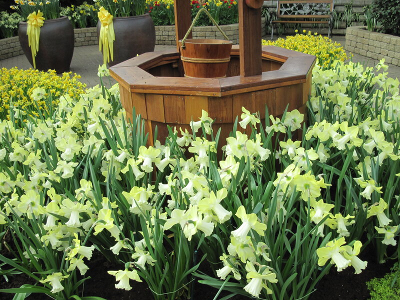 Daffodils Around Well — Yellow