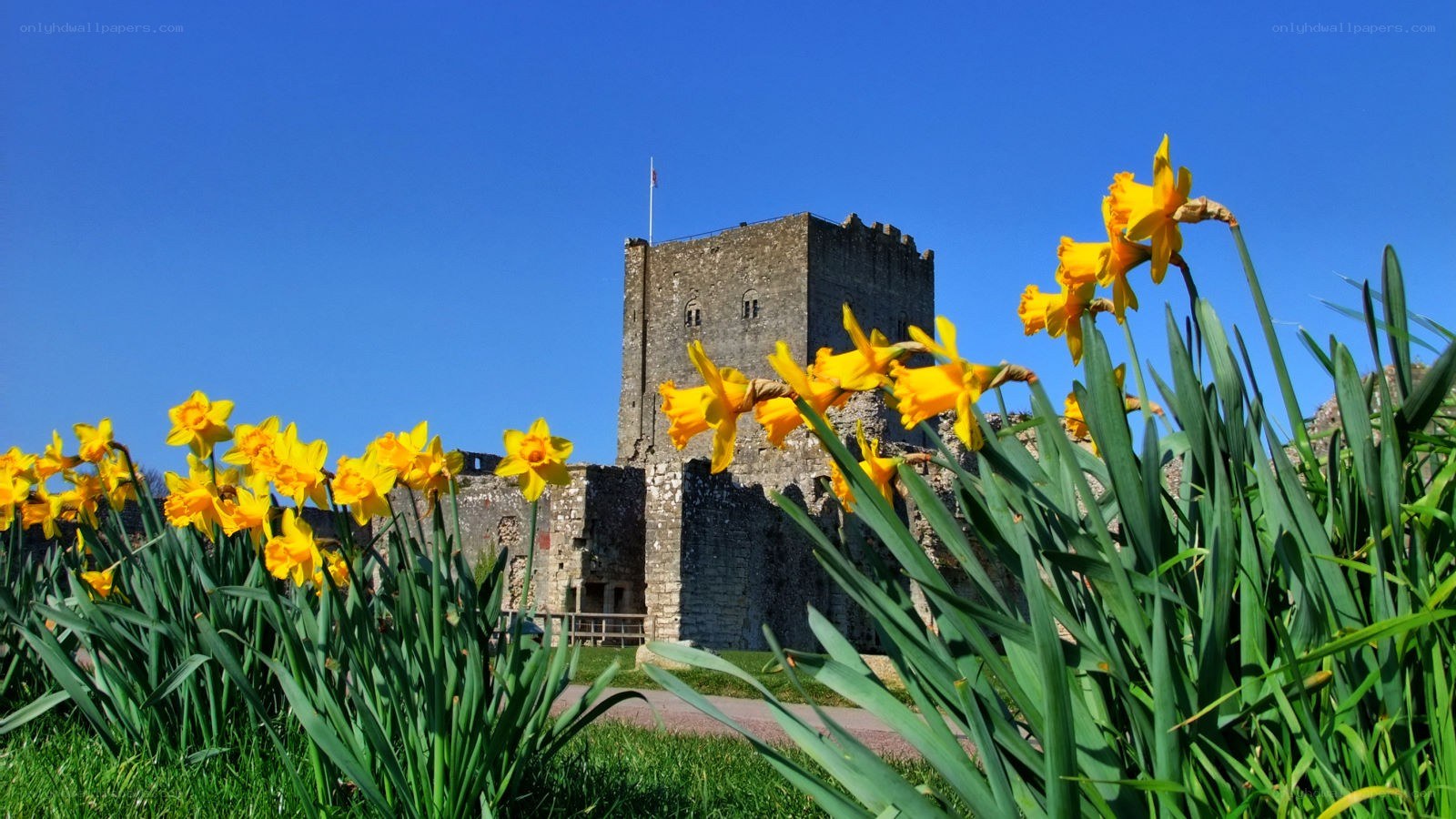 Daffodils at a historic castle