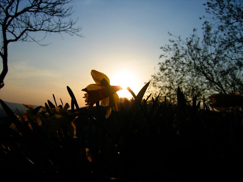 Daffodils at sunset