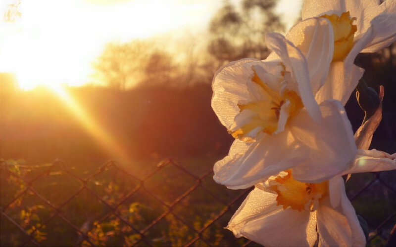 daffodils at sunset