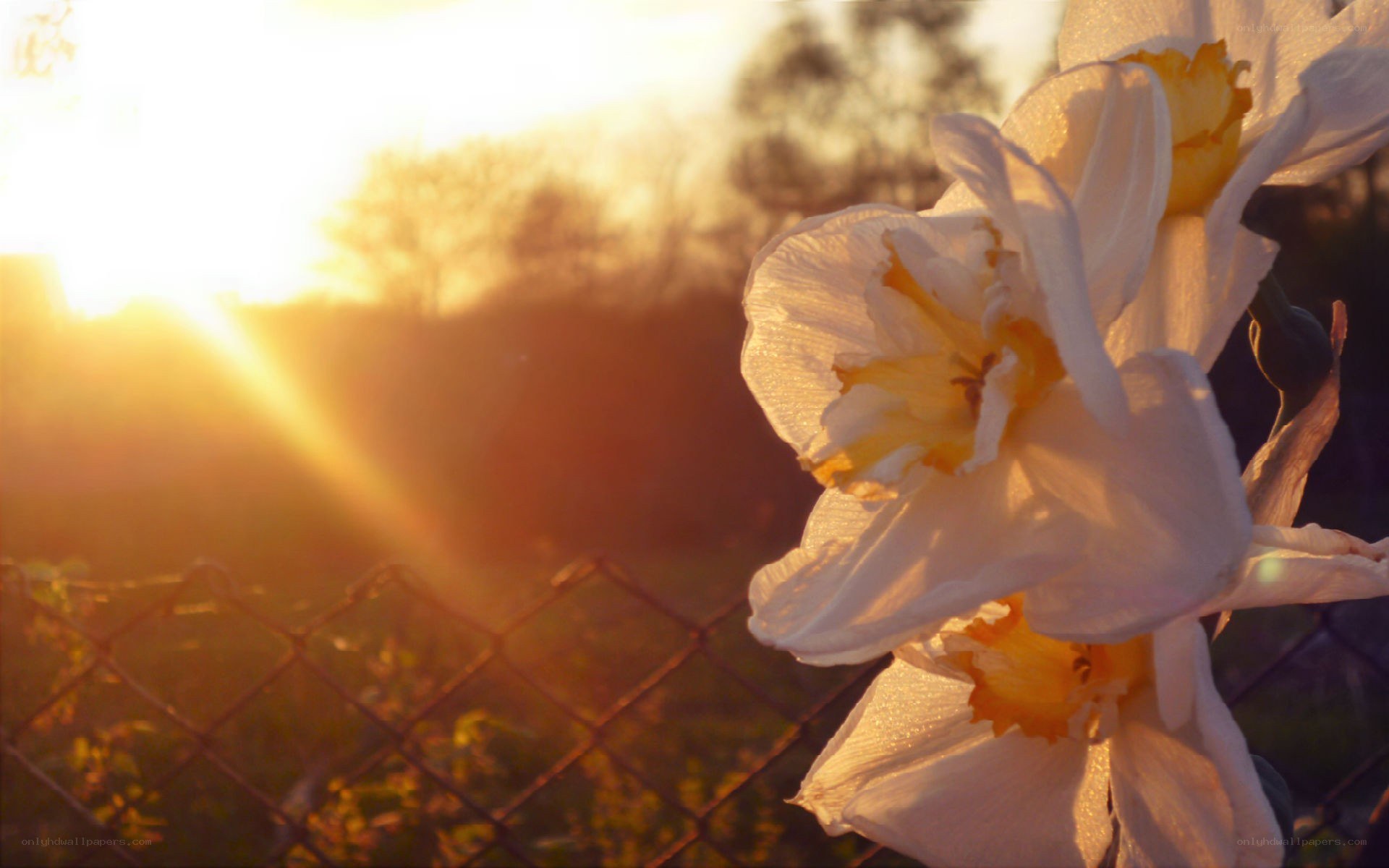 daffodils at sunset