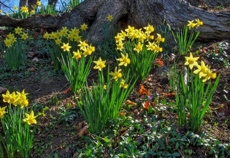 Daffodils blooming by a tree