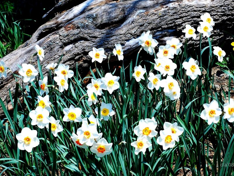 Daffodils by a fallen log