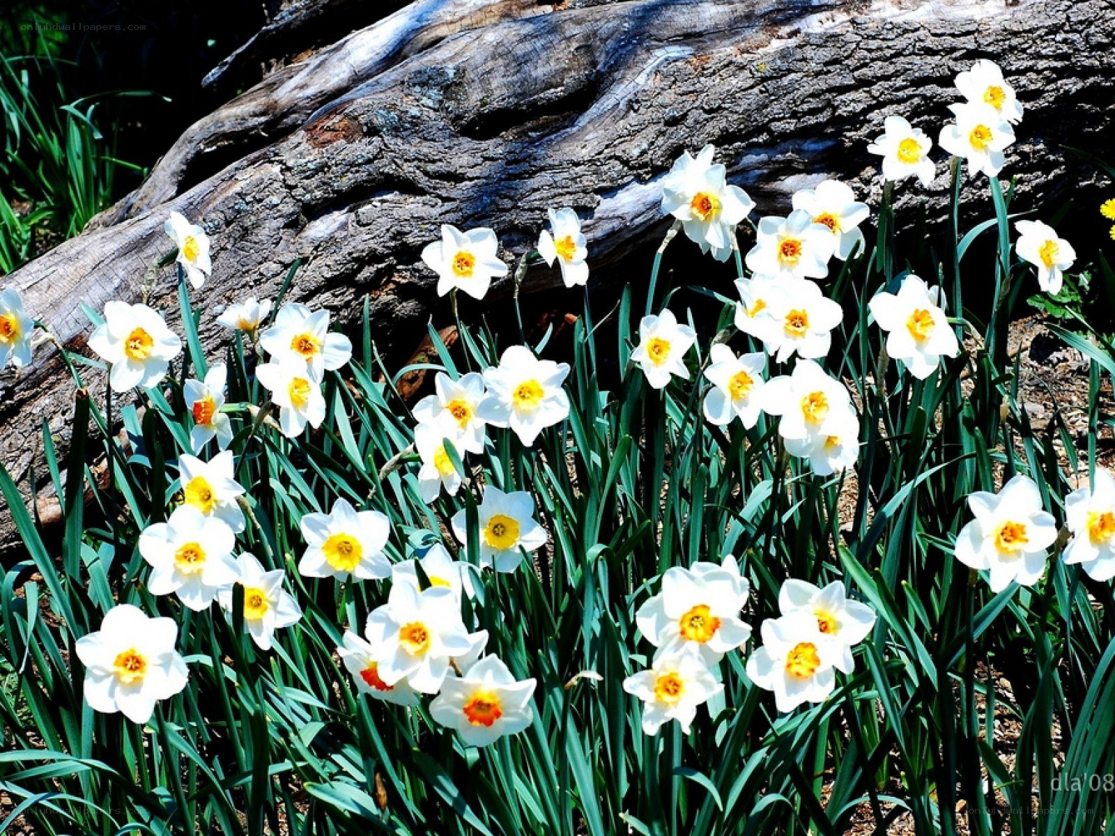 Daffodils by a fallen log