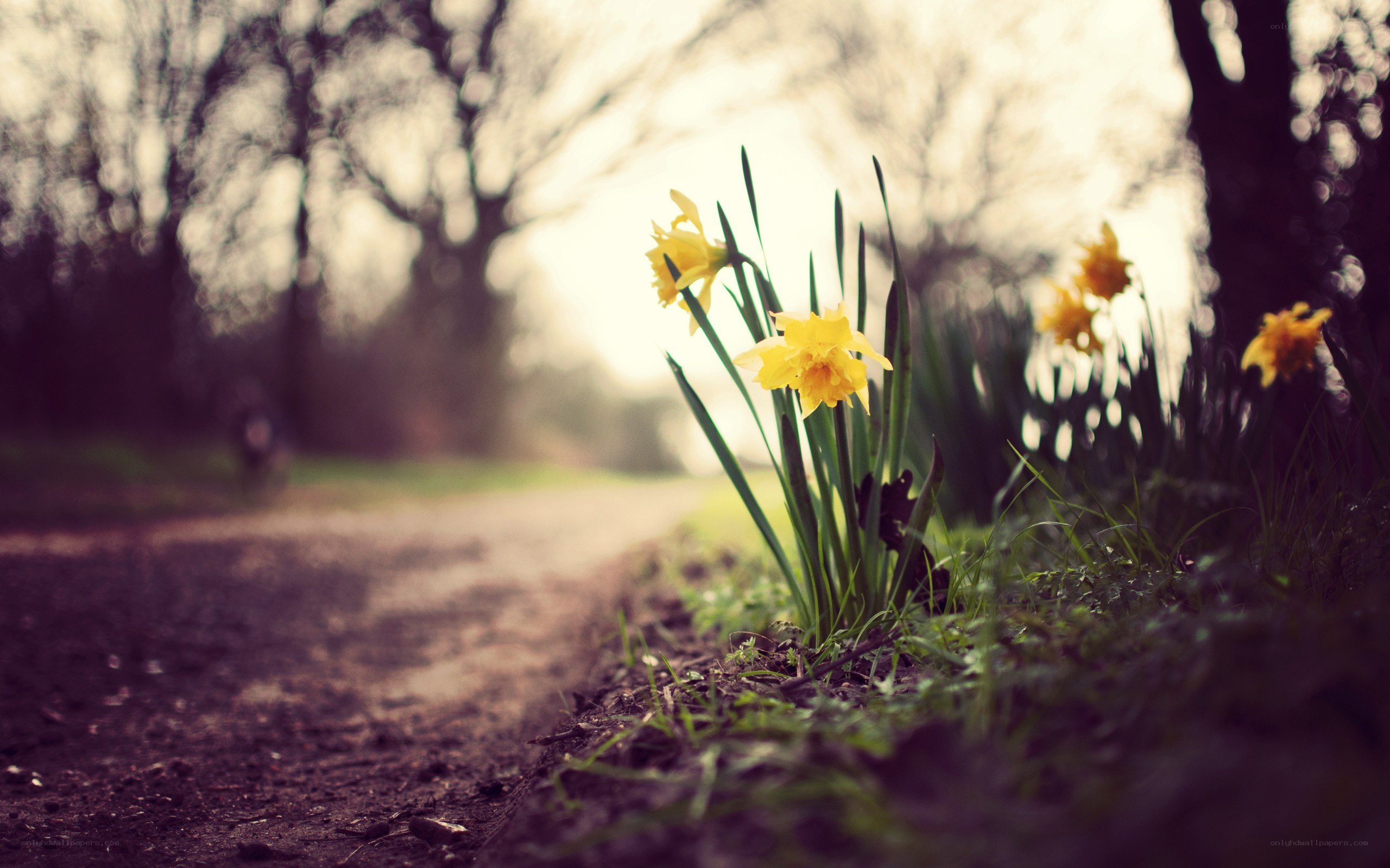 Daffodils by a park path