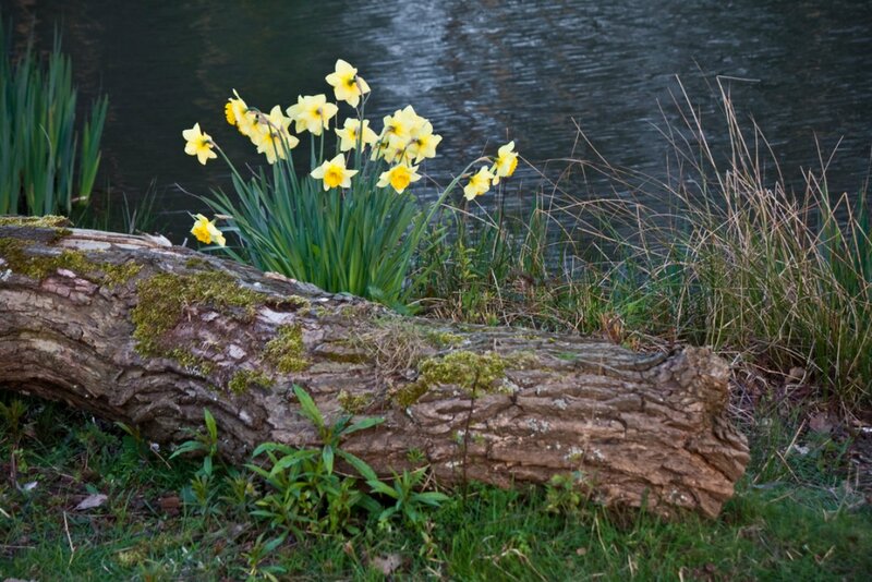 Daffodils by a Pond