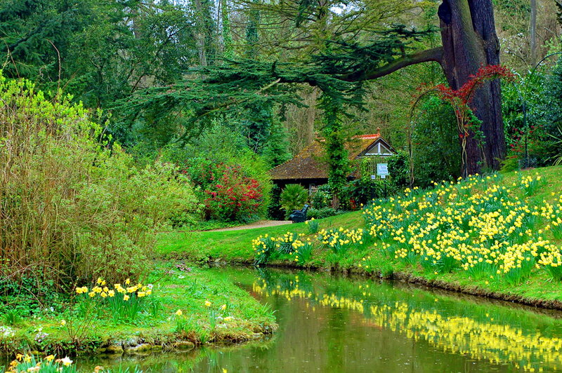 Daffodils by a Pond — Yellow