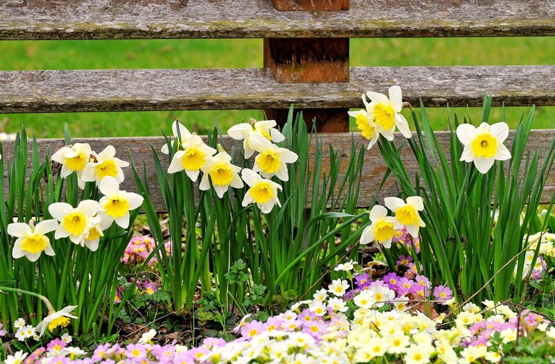 Daffodils by a wooden fence