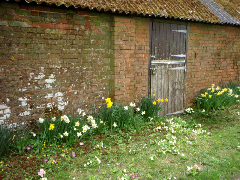 Daffodils by Brick Wall