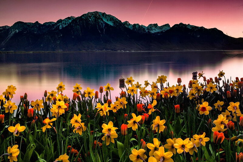 Daffodils by Lake