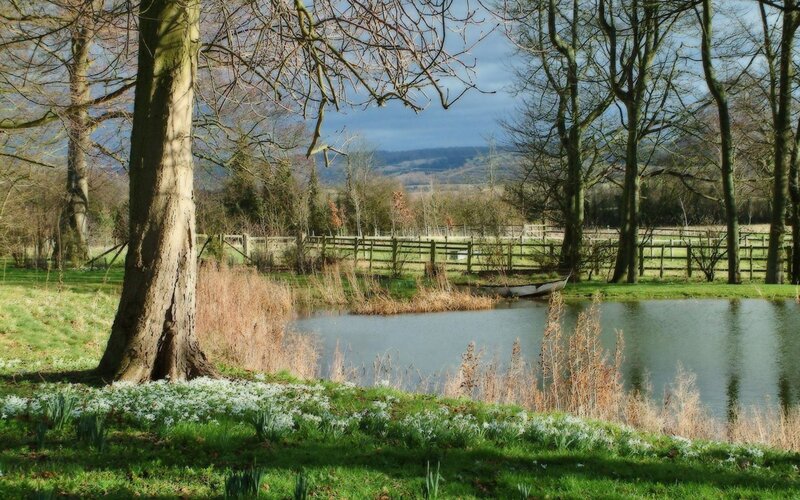 Daffodils by Pond — Green, Serene, Spring, Photograph