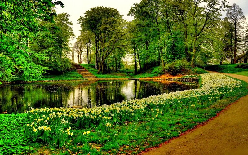 Daffodils by Pond — Green, Serene, Spring, Photograph, Trees