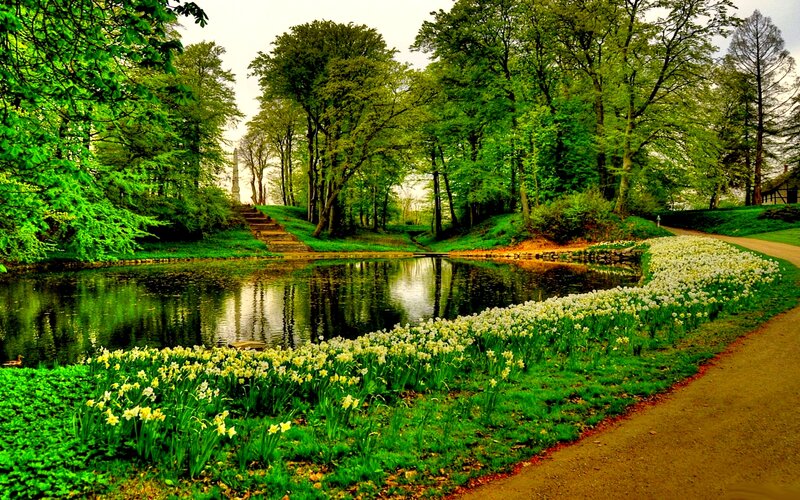 Daffodils by Pond — Green, Serene, Spring