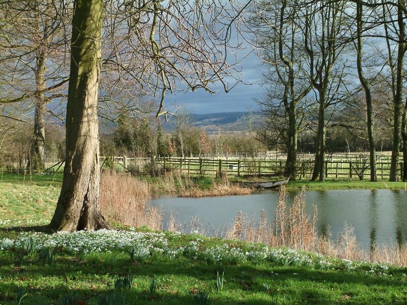 Daffodils by Pond — Green, Serene