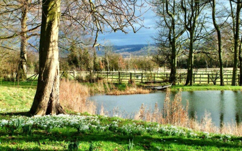 Daffodils by Pond — Green