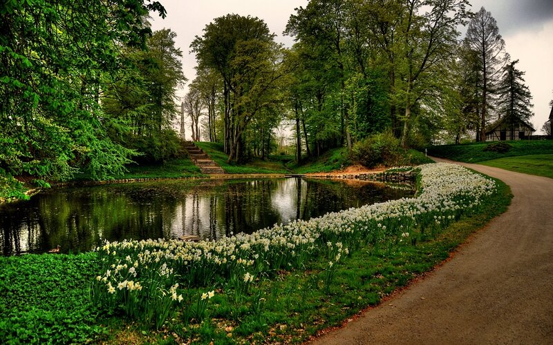 Daffodils by Pond