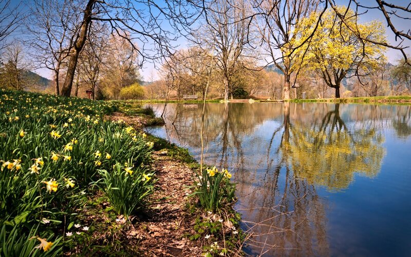 Daffodils by the lake