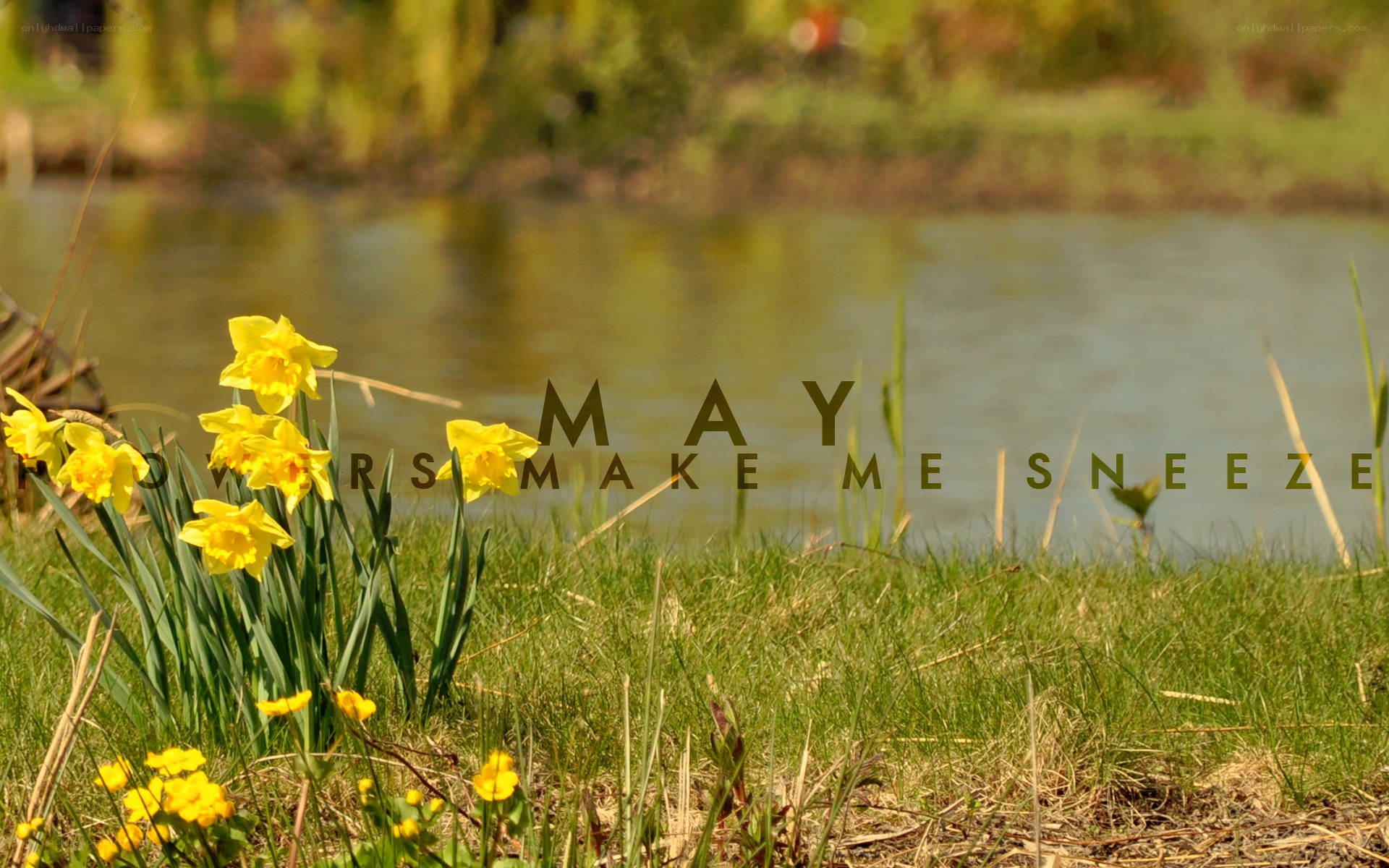 Daffodils by the pond