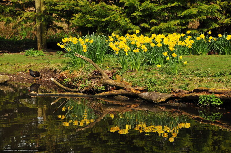 Daffodils by the pond