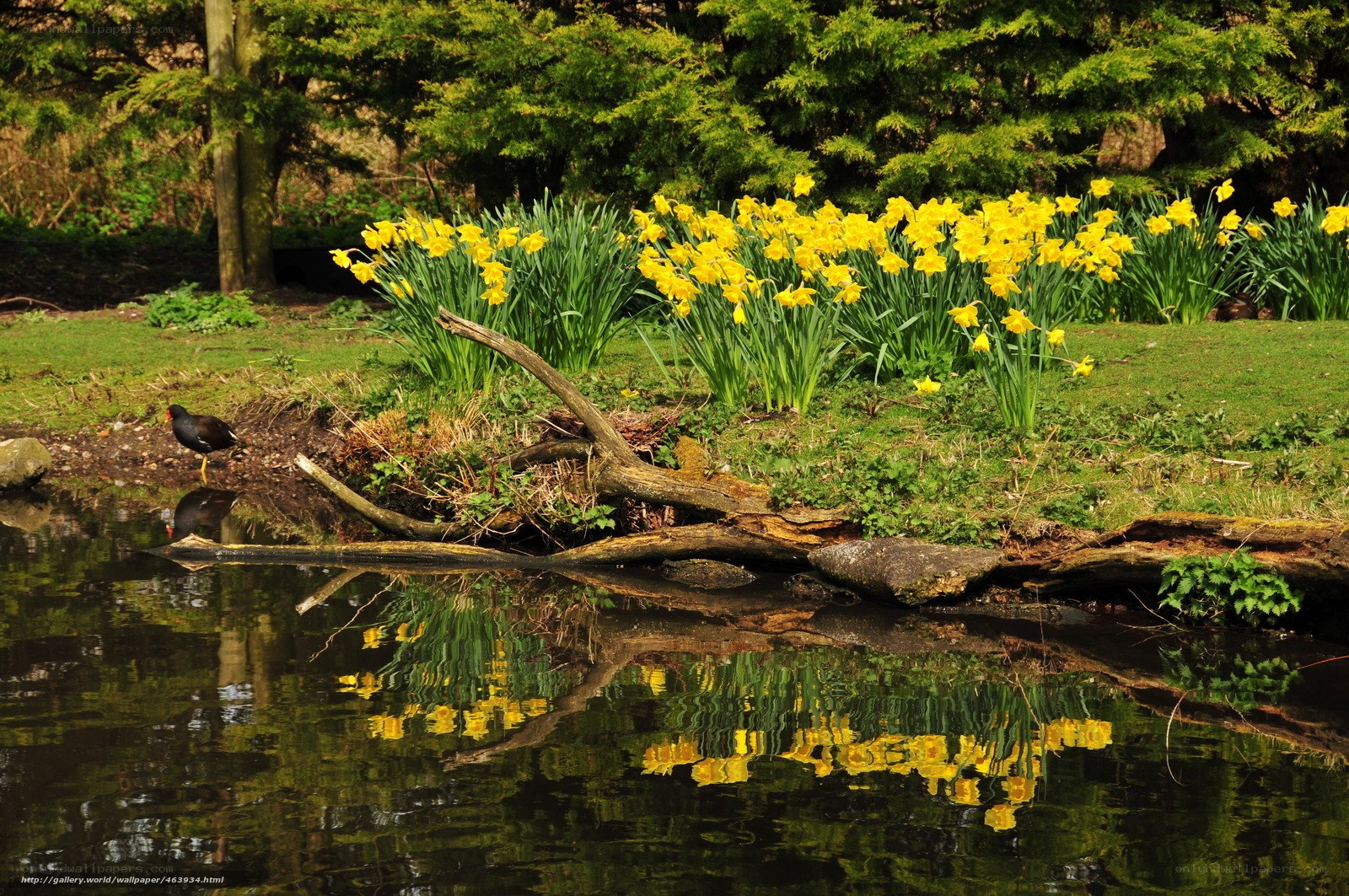 Daffodils by the pond