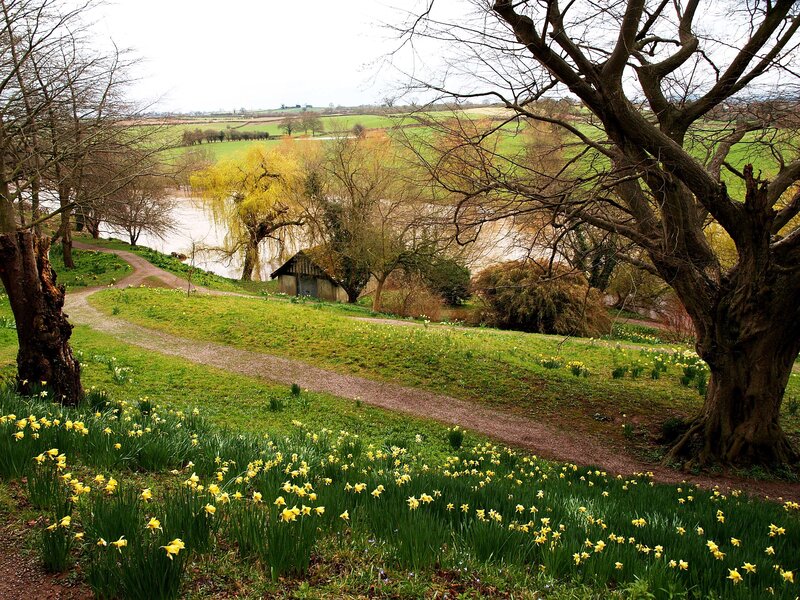 Daffodils by the riverbank