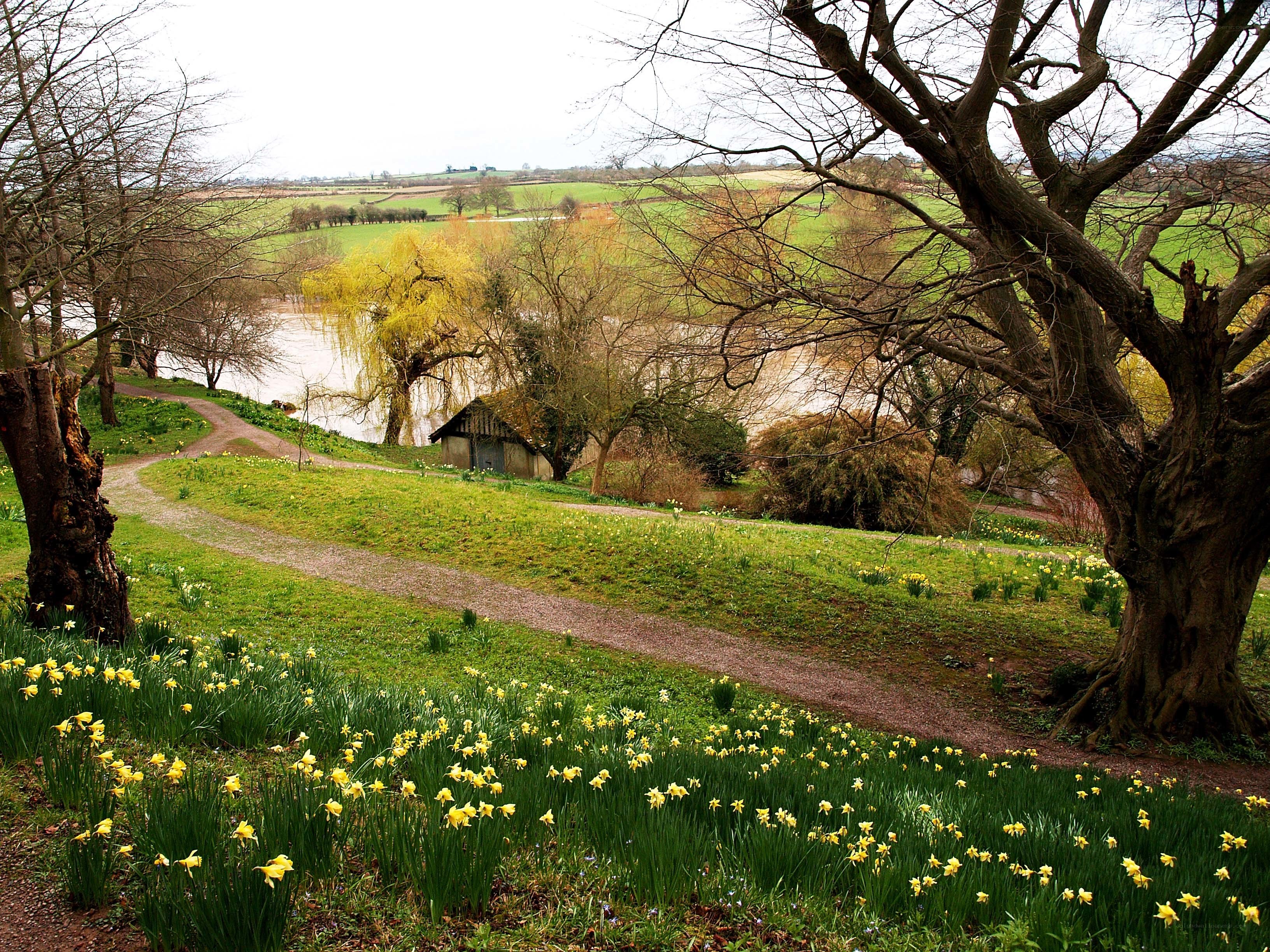 Daffodils by the riverbank