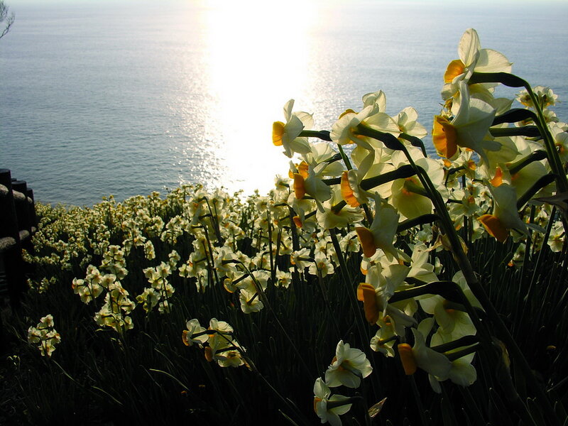 Daffodils by the Sea