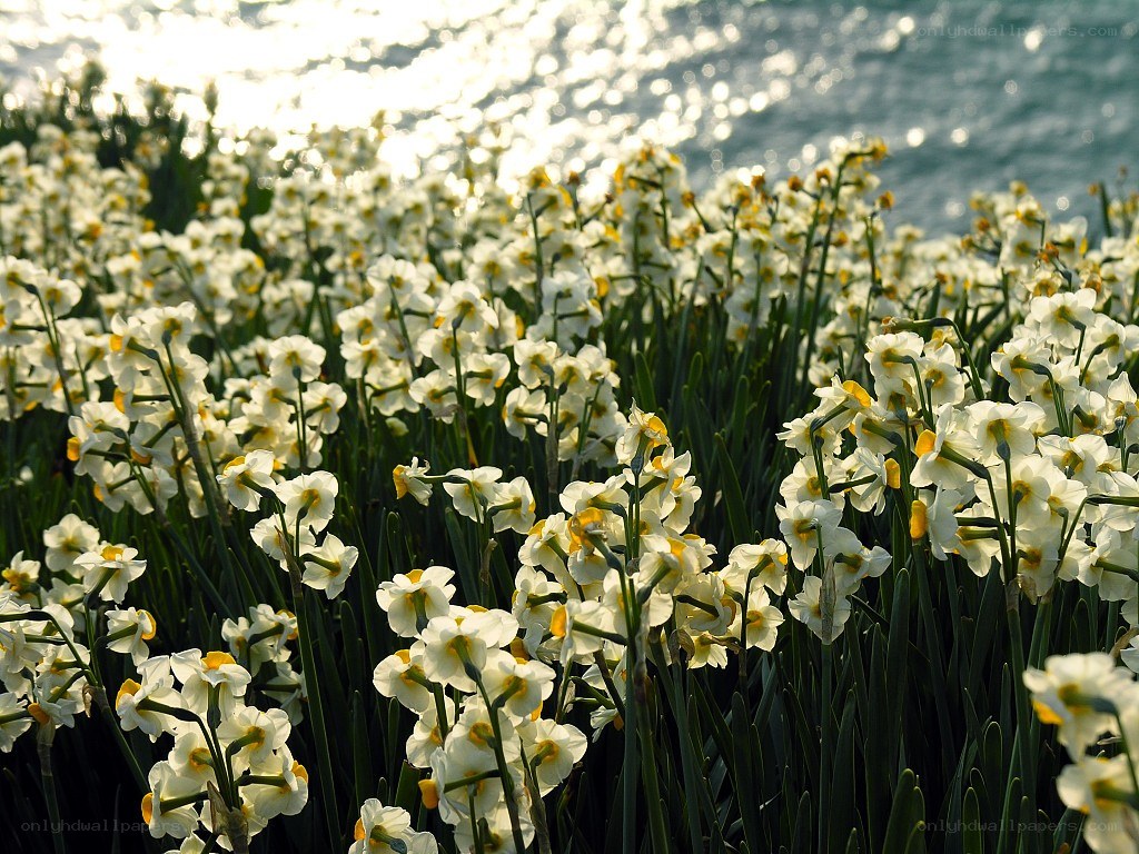 Daffodils by the water