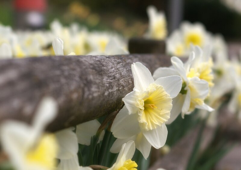 Daffodils by Wooden Rail