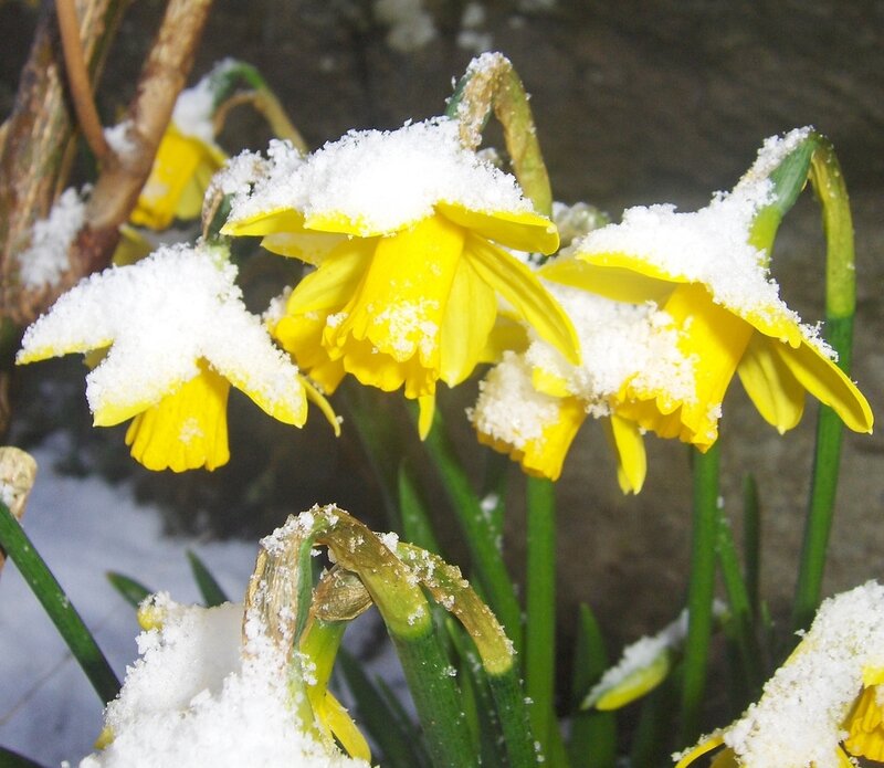 Daffodils Covered in Snow