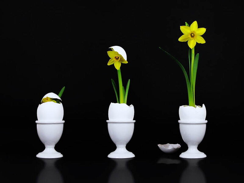 Daffodils growing in egg cups