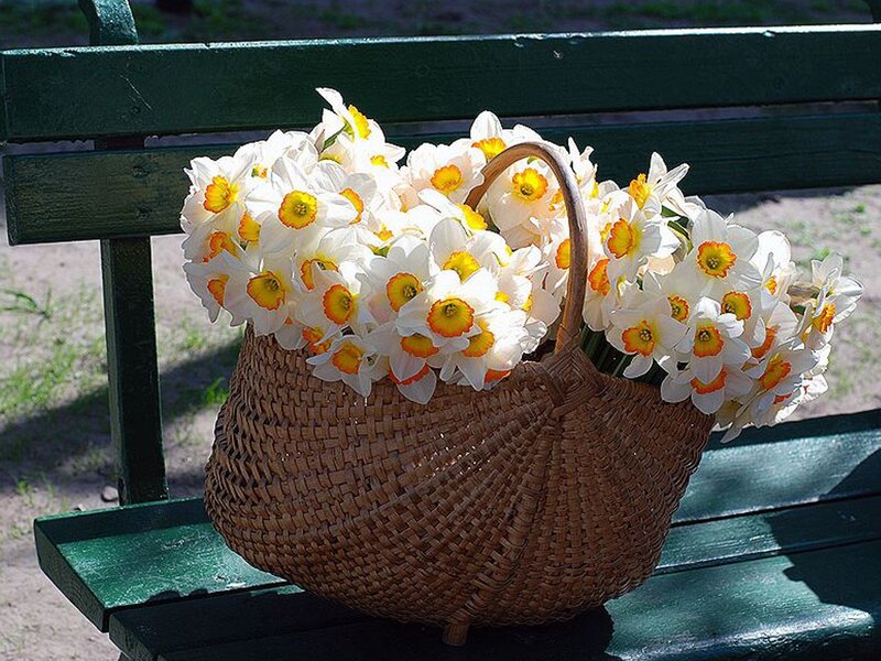 Daffodils in a basket