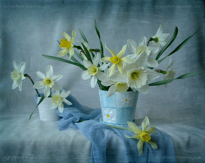Daffodils in a blue vase