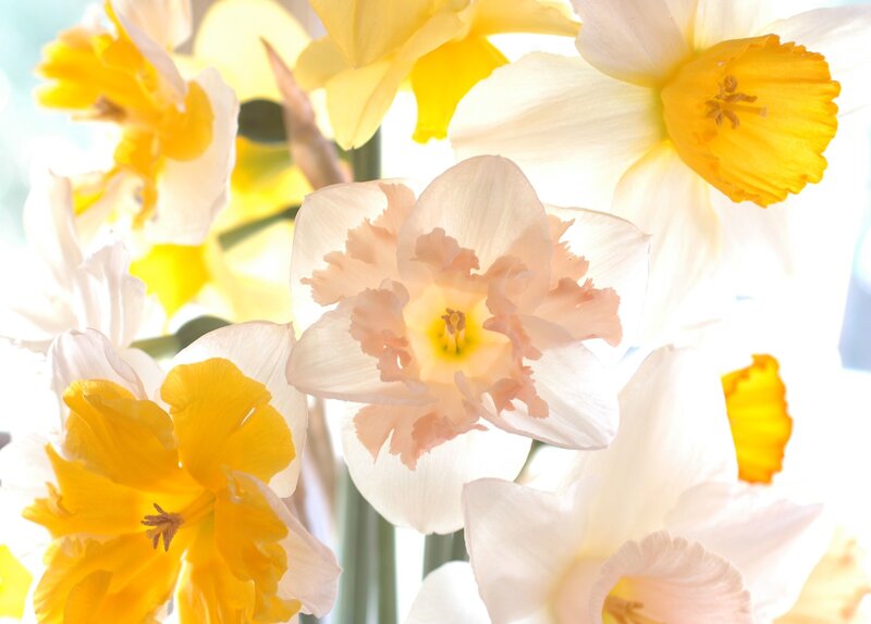 Daffodils in a Bouquet