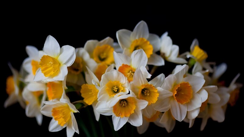 Daffodils in a Bouquet — White, Serene, Photograph