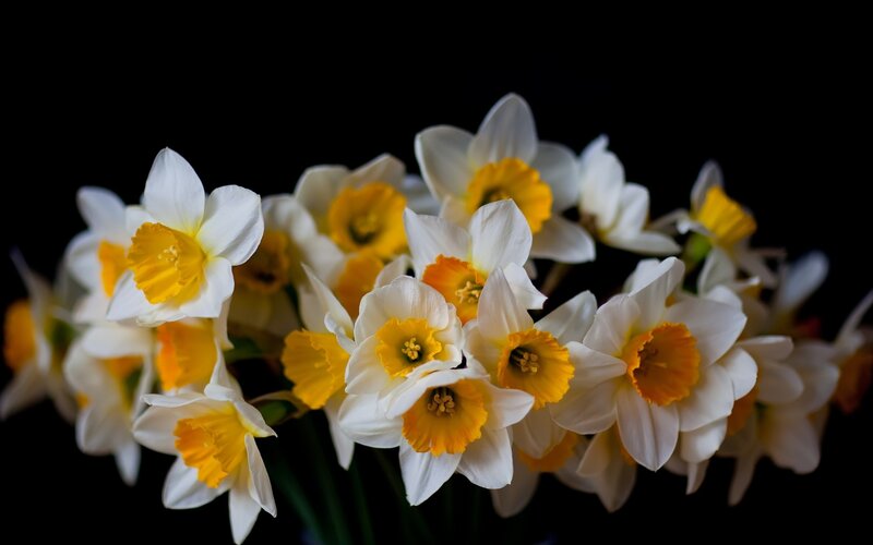 Daffodils in a Bouquet — White, Serene