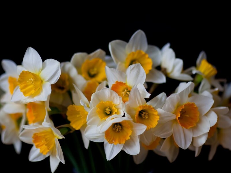Daffodils in a Bouquet — White