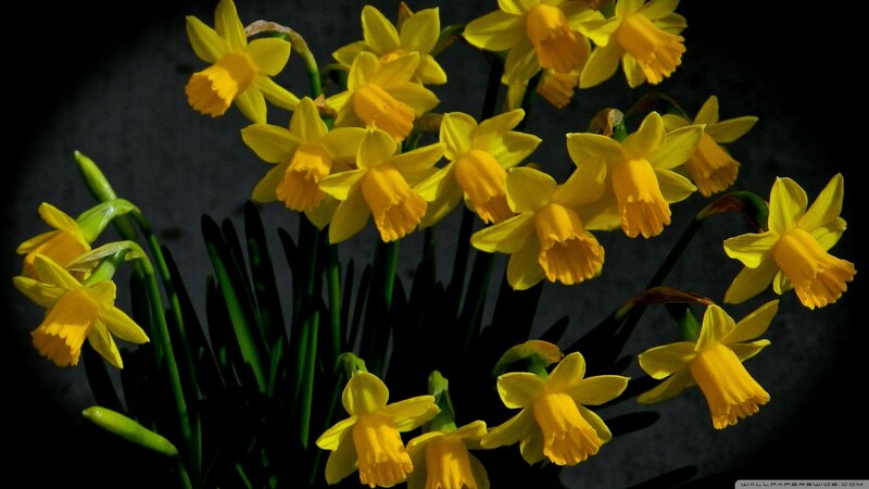 Daffodils in a Bouquet — Yellow