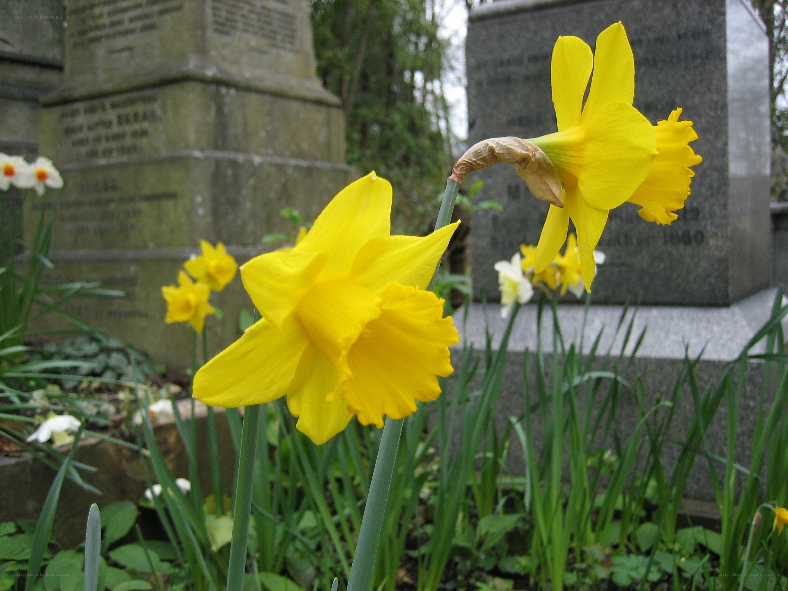 Daffodils in a cemetery