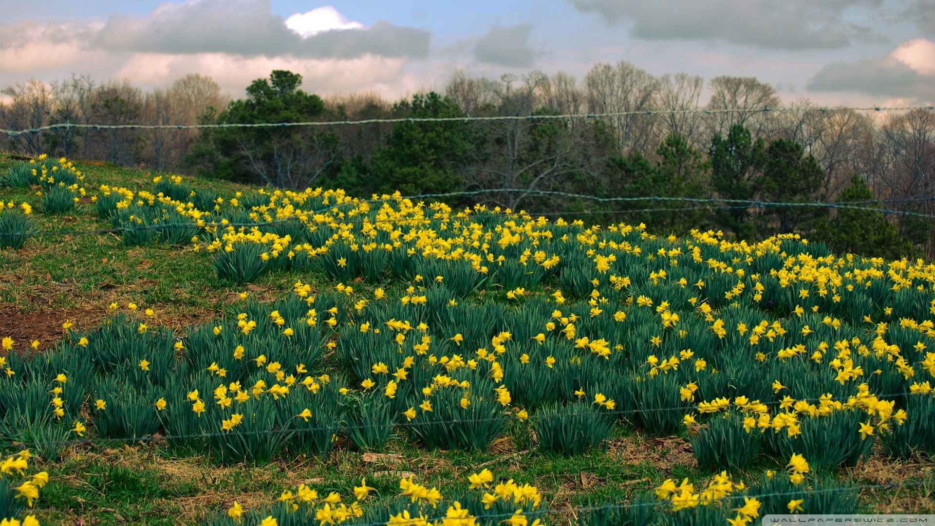 Daffodils in a field