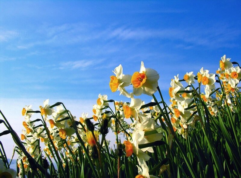 Daffodils in a Field — Blue, Serene