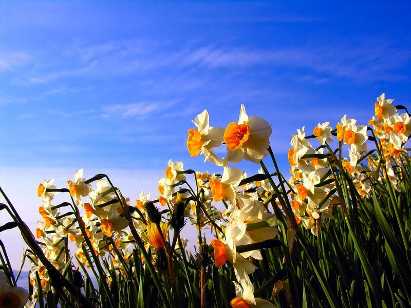 Daffodils in a Field — Blue