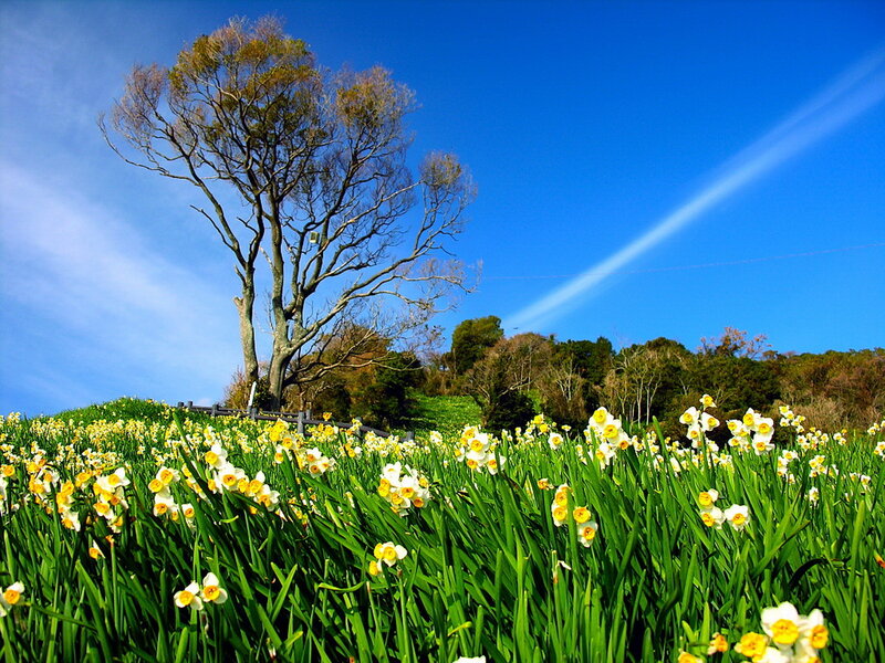 Daffodils in a Field — Green, Serene