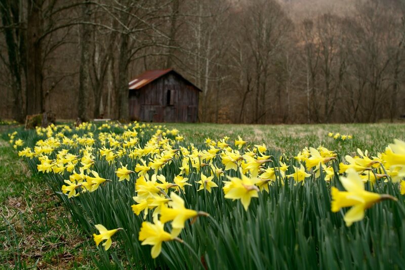 Daffodils in a field