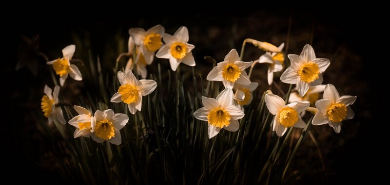 Daffodils in a Field — White, Dramatic