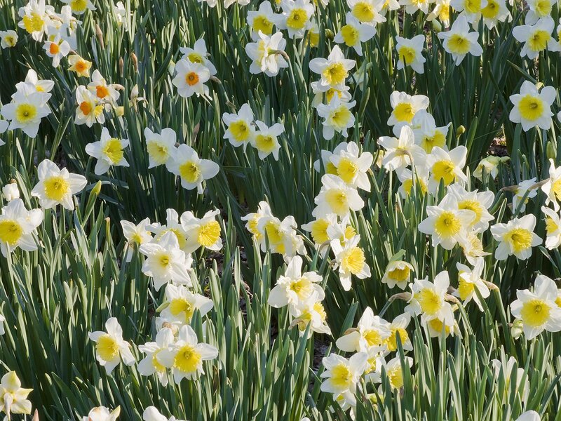Daffodils in a Field — White, Serene, Spring, Photograph, Flowers, Green Leaves
